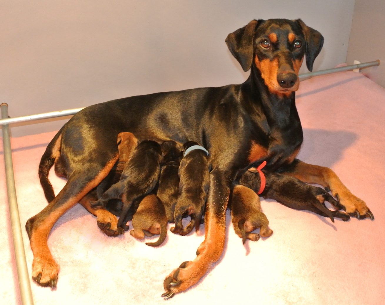 Op 8 september 2024 zijn er puppy's geboren!